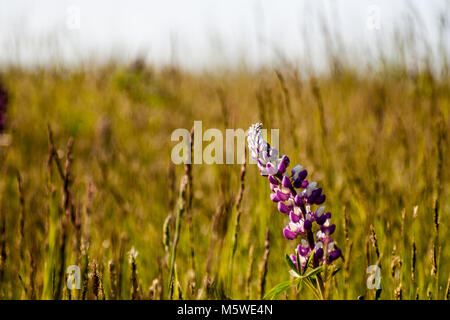 Flowering Lupinus in a dry grassy field during a summer day. Stock Photo