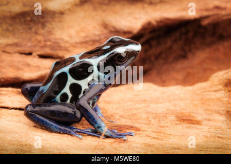 White deying poison dart frog, Dendrobates tinctorius oyapok, French Guyana. Macro of a poisonous Amazon rain forest or jungle animal. Stock Photo