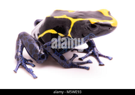 deying poison dart frog, Dendrobates tinctorius. A poisonous Amazon rain forest animal isolated on white. Stock Photo