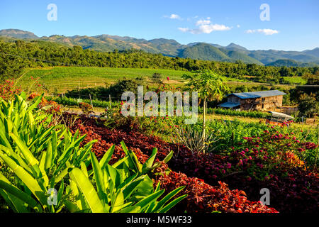 Agricultural landscape with tea plantations of the Red Mountain Estate in the hills near Inle Lake Stock Photo