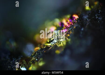 This is iridescent colorful copper ore called peacock ore or chalcopyrite from Virtasalmi copper mine in Finland.  Microscope image. Stock Photo