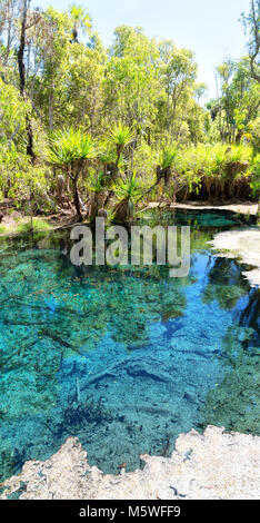 in australia mataranka  river the palm and the lake in the nature Stock Photo