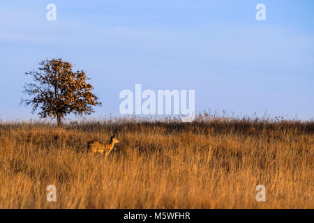 A White-Tailed deer stands near a tree at the Tallgrass Prairie Preserve in Pawhuska, Oklahoma, February 2018 Stock Photo