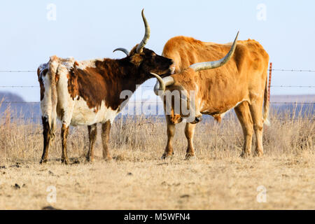 Two Longhorn cattle groom each other near the Tallgrass Prairie Preserve in Pawhuska, Oklahoma, Februrary 2018 Stock Photo