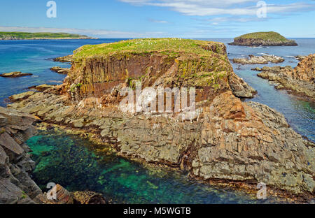 Puffin Nest Island nest Elliston, Newfoundland Stock Photo