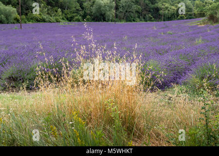 Lavender fields Valensole Forcalquier Alpes-de-Haute-Provence Provence-Alpes-Cote d'Azur France Stock Photo