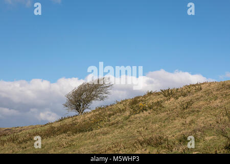 Lone stunted tree clinging to a grassy slope in an exposed location. Metaphor for tenacity for life or ability to survive anywhere. Stock Photo