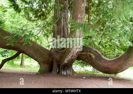 An unusual tree is a Red Cedar, also known as Western Red Cedar, on the grounds of Blarney Castle in Southern Ireland. Stock Photo