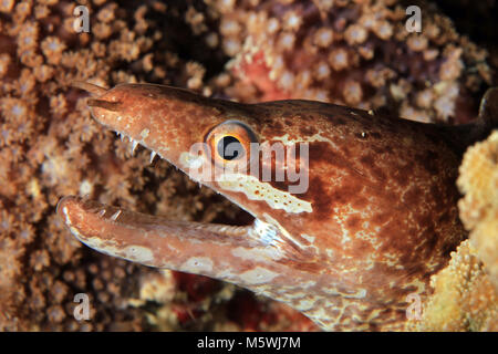 Close-up of a Barred-fin Moray (aka Bartail Moray, Gymnothorax zonipectis). Moalboal, Philippines Stock Photo