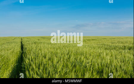 Path in barley field. Romantic spring background. Hordeum vulgare. Idyllic rural landscape with the green cornfield and narrow footpath under blue sky. Stock Photo