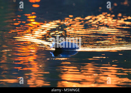 bird floats in the golden rays of the sun Stock Photo