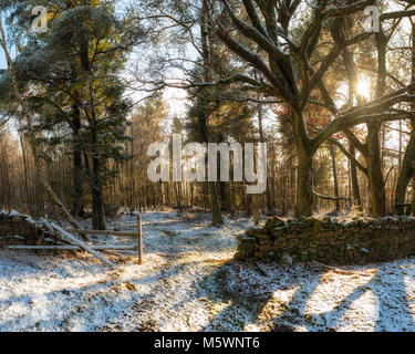 Maskriggs Wood on Bank Moor near Crosby Ravensworth in Cumbria with snow lying on the ground and sun shining through the trees. Stock Photo