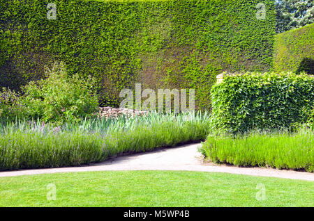 Summer garden with flowering lavender along a path towards tall trimmed hedge and wall covered by ivy . Stock Photo