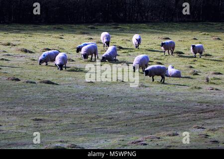 Sheep grazing in a field in the UK Stock Photo