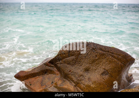 Mudskipper, life on the beach Stock Photo