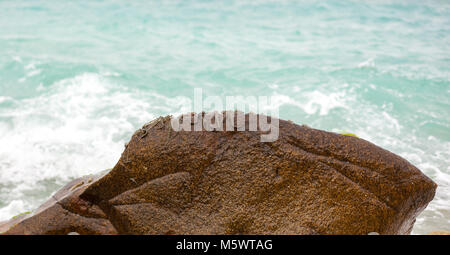 Mudskipper, life on the beach Stock Photo