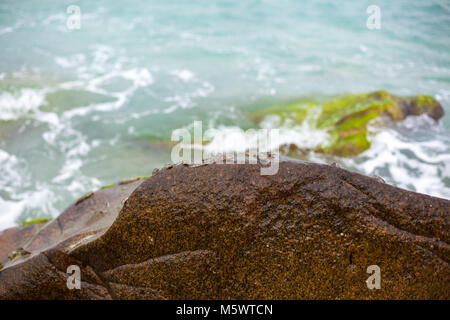 Mudskipper, life on the beach Stock Photo