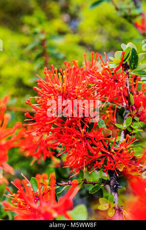 Red blossomed Chilean fire bush; Embothrium coccineum; inflorescence; Torres del Paine National Park; Chile Stock Photo