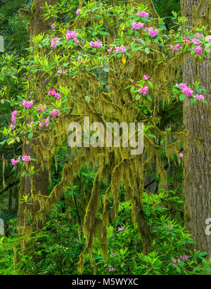 Rhododendron Bloom, Jedediah Smith Redwoods State Park, Redwood National and State Parks, California Stock Photo