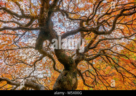 Japanese Maple, Laceleaf, Acer palmatum, Fern Canyon Garden, Mill Valley, California Stock Photo