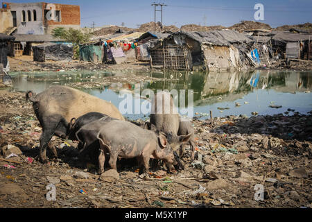 New Delhi, Delhi, India. 28th Sep, 2014. Pigs seen eating rubbish near a slum.Over 25 million people live in Delhi, India. What is particularly problematic in India is environmental issue of garbage. Many garbage ends up in the slums of Deli which is currently accounting over 9000 tons of waste each day. The World Bank announced that ''around 2100, the amount of garbage discarded on Earth will account to 11 million tons per day. Credit: 20140928-20140928-1I0O6728.jpg/SOPA Images/ZUMA Wire/Alamy Live News Stock Photo