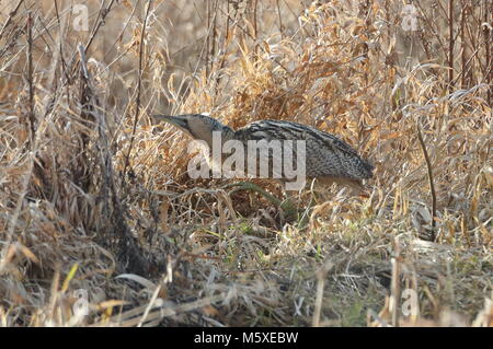 Eurasian Bittern skulking through the reeds and undergrowth. Stock Photo