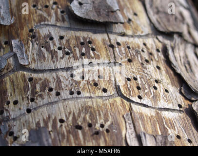 Traces borer beetle on tree trunk Stock Photo