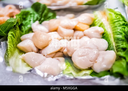 Pile closeup of many pink fresh juicy raw scallops seafood stand on ice in fresh market on display in store shop with green lettuce leaves Stock Photo