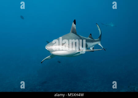 Blacktip reef shark (Carcharhinus melanopterus) over coral reef, Pacific Ocean, Moorea, Windward Islands, French Polynesia Stock Photo