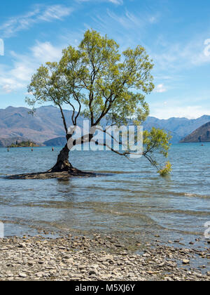 The Wanaka Tree in Lake Wanaka, New Zealand Stock Photo