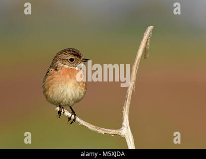 Stonechat (Saxicola rubicola) female Stock Photo