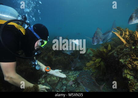 Scuba diver playing with australasian snappers Pagrus auratus among rocks covered with brown sea weeds. Stock Photo