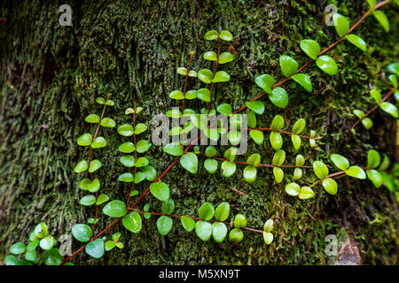 Closeup of fresh Leaves climbing up older moss-covered tree Stock Photo