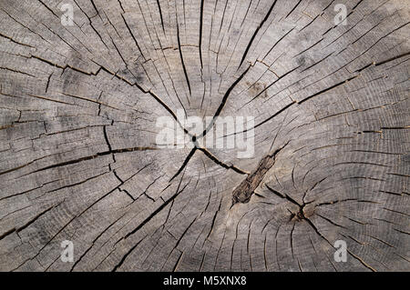 Abstract interesting drawing on a wooden old gray cracked stump Stock Photo