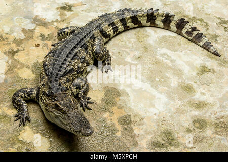 Crocodylus siamensis (Siamese Fresh , water Crocodile) on the cement floor. Stock Photo