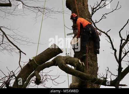 Tree surgeon operating his chainsaw in a tree attached to ropes sawing off large branches