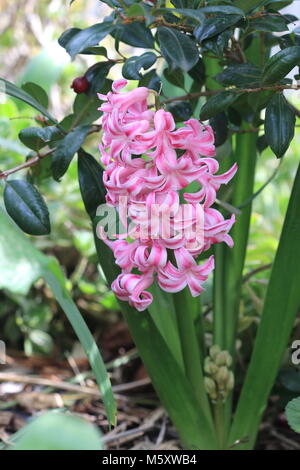 Pink Hyacinth flower in full bloom Stock Photo