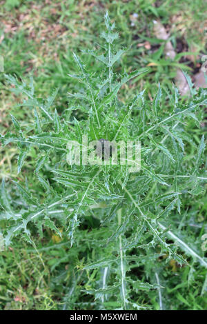 Close up of Sonchus asper or also known as Prickly Sow Thistle leaf Stock Photo