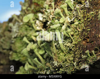 Scores of Cladonia sp. lichens growing on a wooden fence in Washington state Stock Photo