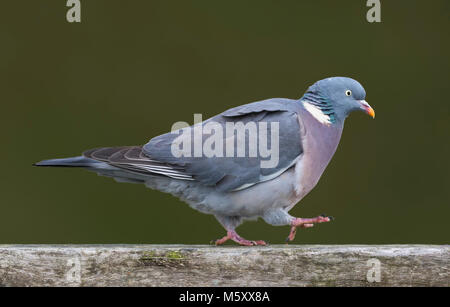 Wood pigeon walking. Side view of a Woodpigeon (Columba palumbus) walking in West Sussex, England, UK. First steps concept. A step at a time concept. Stock Photo