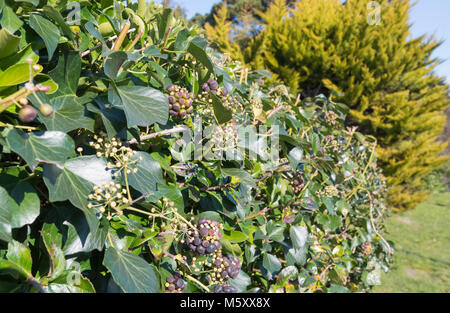 Ivy (Hedera helix) growing through a supporting bush in Winter in England, UK. Stock Photo