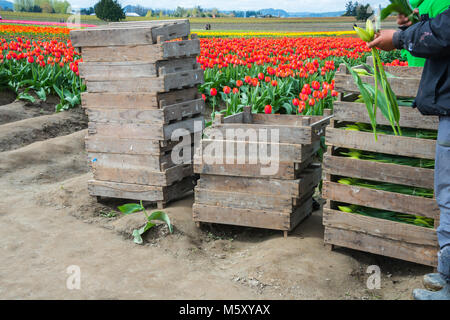 Stacked Crates of Tulips Picked by Hispanic Agricultural Migrant Workers on a Farm Stock Photo