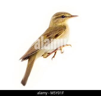 willow warbler (willow wren, Phylloscopus trochilus), yellow-green bird, forest bird, passerine birds-white background Stock Photo