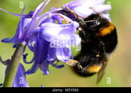 Macro shot of a bumble bee pollinating a bluebell flower Stock Photo