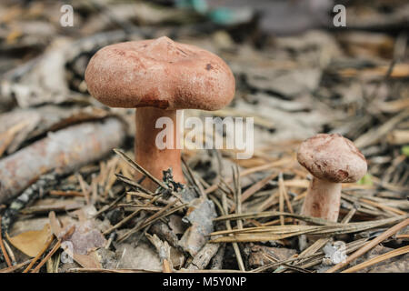 Edible mushroom (Lactarius rufus) on pine needles in forest Stock Photo