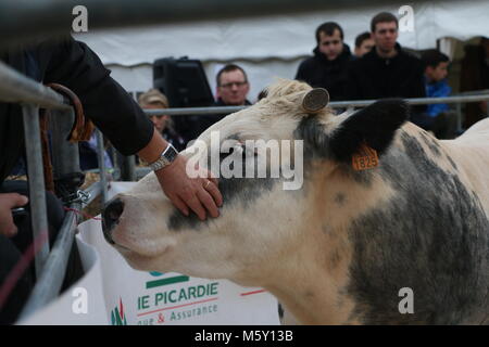 Cow greeting the audience at an auction Stock Photo