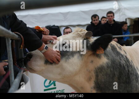 Cow greeting the audience at an auction Stock Photo