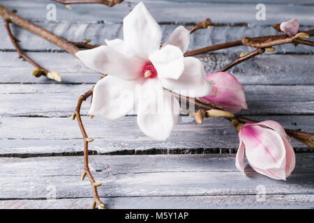 flowers magnolia on wood table. Magnolia stellata . Still life. Stock Photo