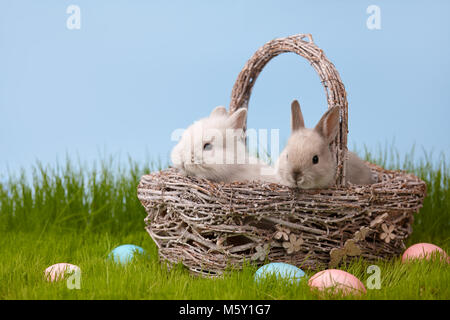 Easter rabbits in basket on grass lawn Stock Photo