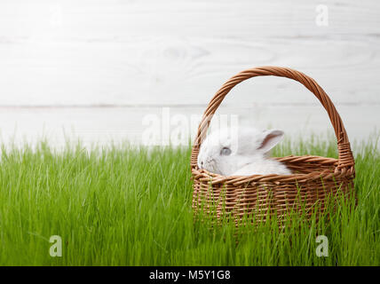 Easter bunny in basket on grass background Stock Photo